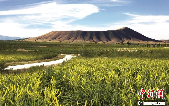 图为火山黄花。大同市云州区乡村振兴局供图