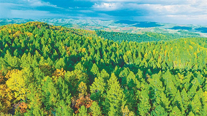     龙江森工林区碳汇资源丰富。