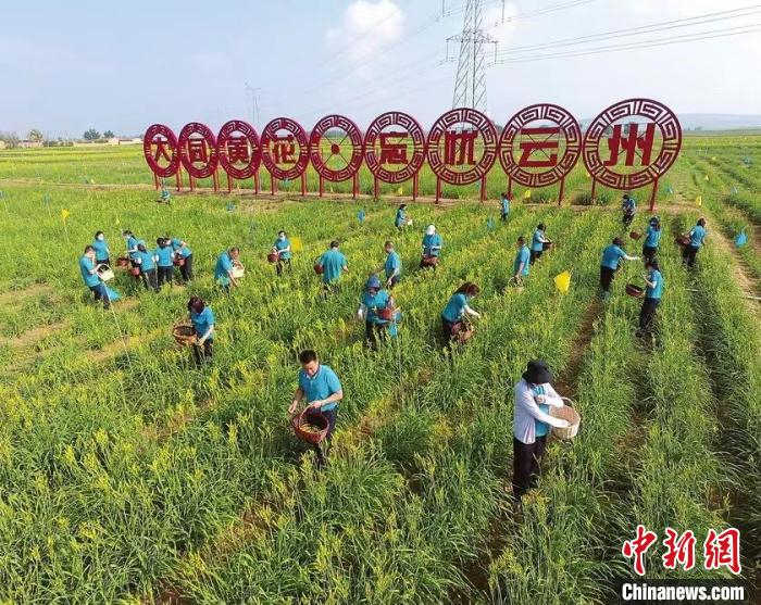 资料图。大同市云州区乡村振兴局供图