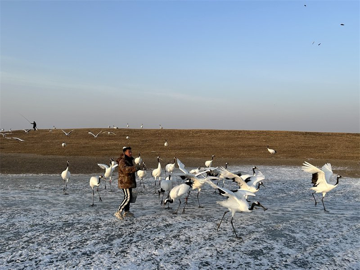12月5日下午，黑龙江省扎龙国家级自然保护区，训飞员给丹顶鹤投喂小鱼。