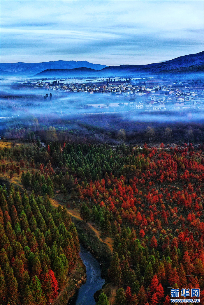 航拍昆明市盘龙区滇源街道甸尾村水杉林(12月5日摄).新华网发(供图)