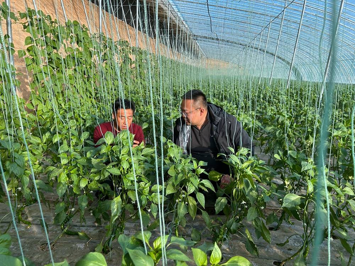 农民刘思胜（左一）正在大棚里干活。新华社记者艾福梅 摄