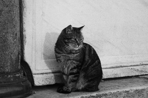  土耳其伊斯坦布尔圣索菲亚大教堂的一只散养猫。图片来源：Christopher A. Lepczyk
