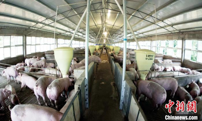 陆川县推广高架网床养殖模式。陆川县九洲江流域污染治理工作指挥部办公室供图