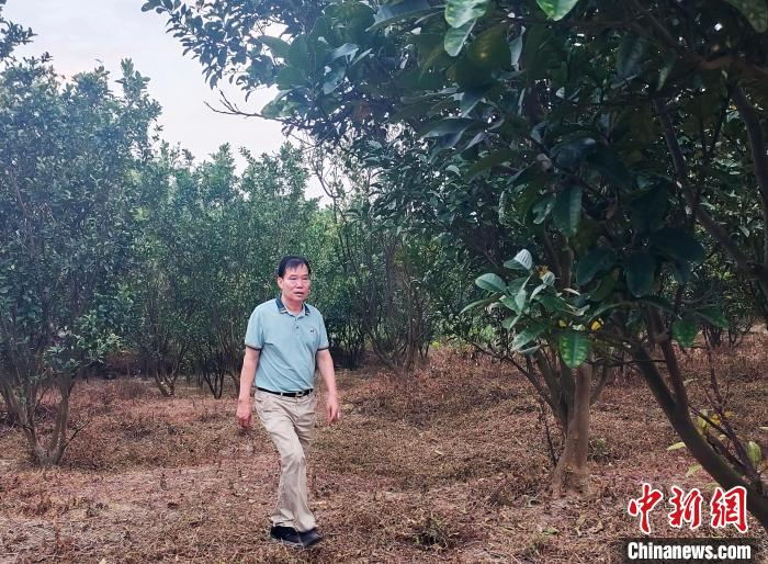 图为陆川县良田镇文官村村民周春旺在种植基地查看橘红树长势情况。中新网记者黄艳梅 摄