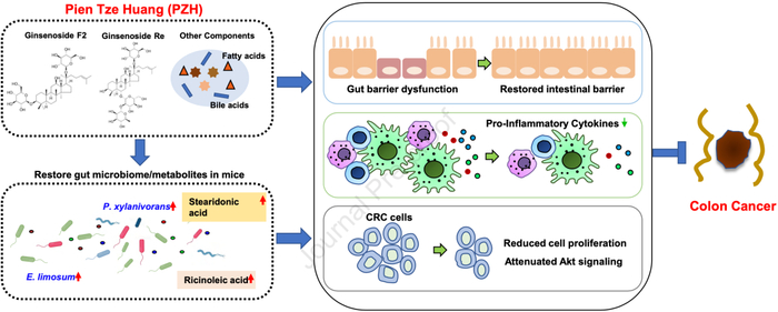 片仔癀预防肠癌的潜在机制示意图