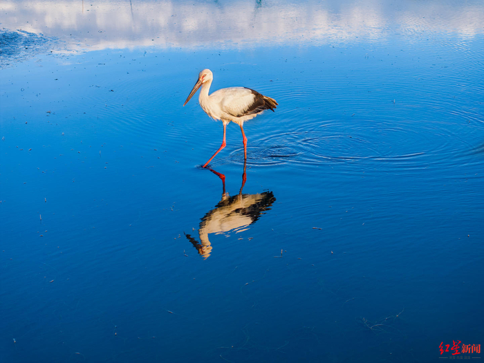 ▲东方白鹳在会理市黎溪镇大海子觅食 税鸿 摄