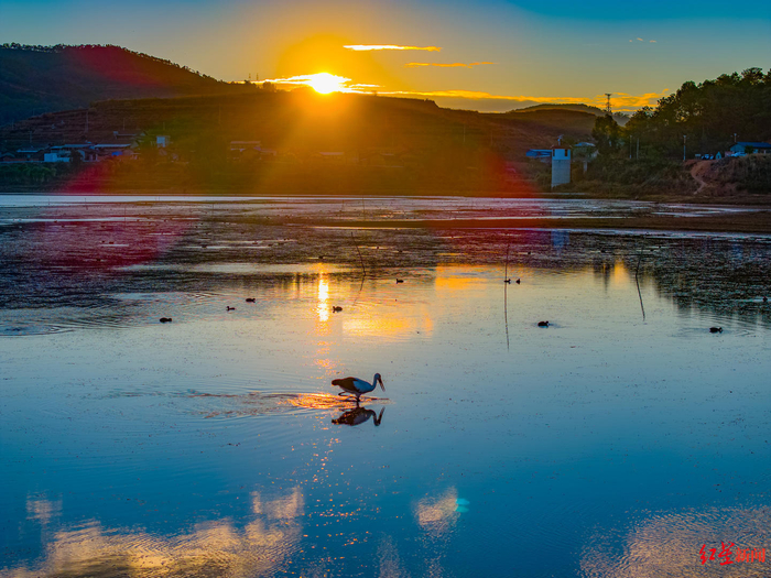 ▲东方白鹳在会理市黎溪镇大海子觅食 税鸿 摄