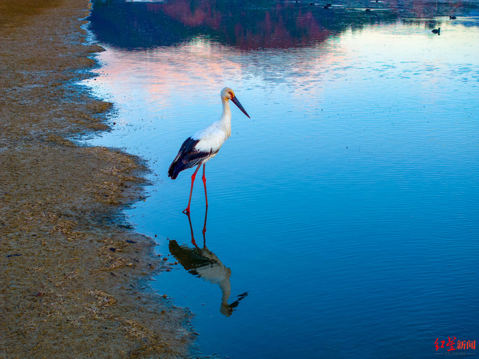 ▲东方白鹳在会理市黎溪镇大海子觅食 税鸿 摄