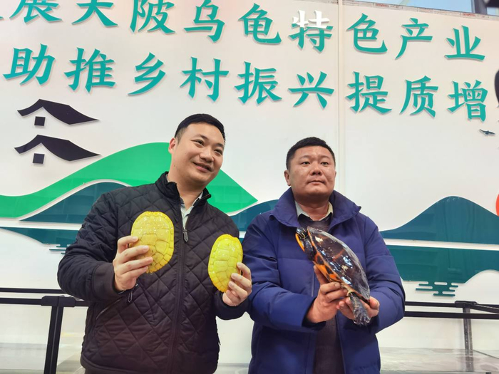 新韶镇大陂村的乌龟养殖走上了一二三产融合发展之路。郑杨 摄