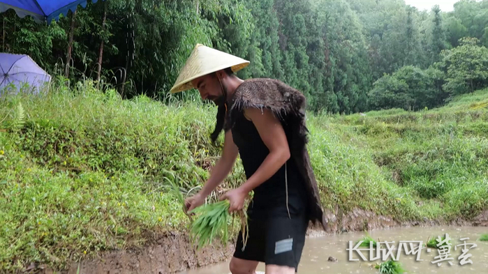 阿布在田里栽秧。资料图