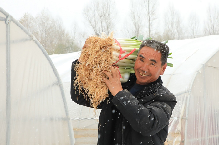 总堡乡收获大葱，农民喜笑颜开。照片均由本报记者 罗珺 通讯员 石延寿 摄