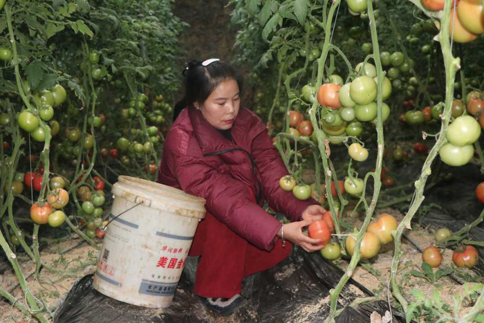 工人们忙着采摘成熟的西红柿。段阳东摄