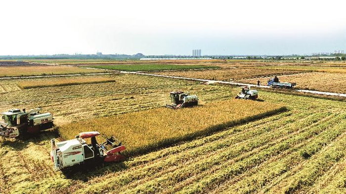 华容区蒲团乡机械化收割水稻现场。