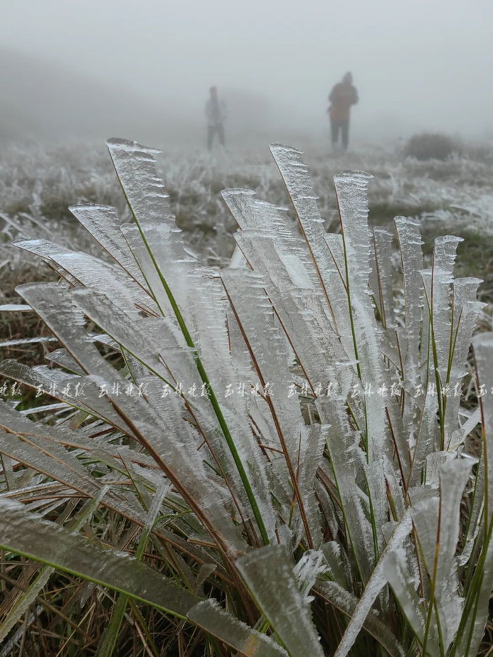 12月17日，玉林大容山出现雾凇美景。图源：玉林晚报