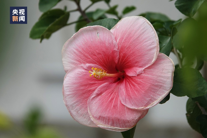 △南宁市市花朱槿花