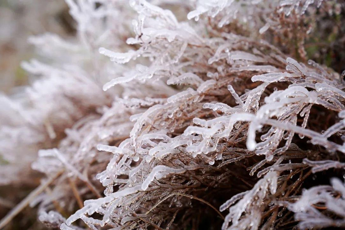 ▲初雪掩映罗汉林