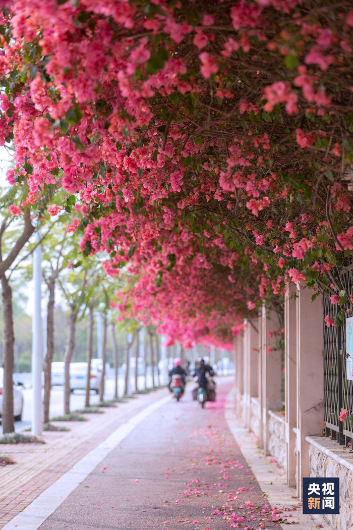 △穿梭在南宁街头，既有绿树乔木沿途庇荫，又有繁花夹道。