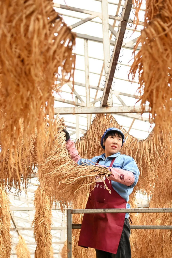 在一家中药材加工企业，工作人员整理晾晒的党参。范培珅 摄