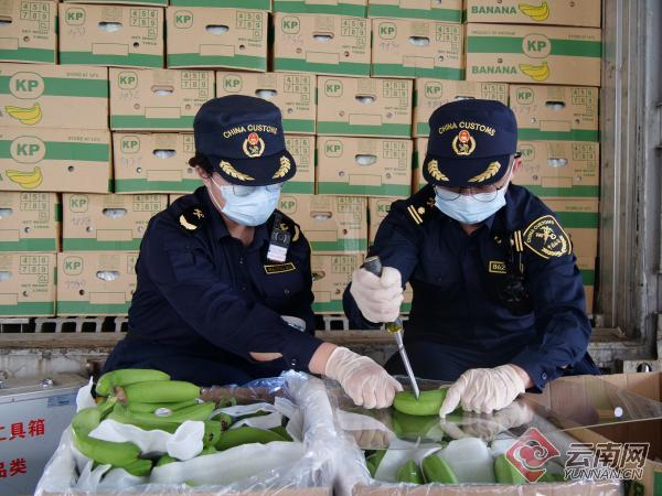 海关关员在对进口越南香蕉进行查验 通讯员 胡涛 摄