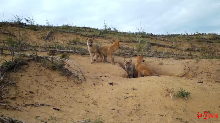 ▲狼崽在狼窝周边嬉戏