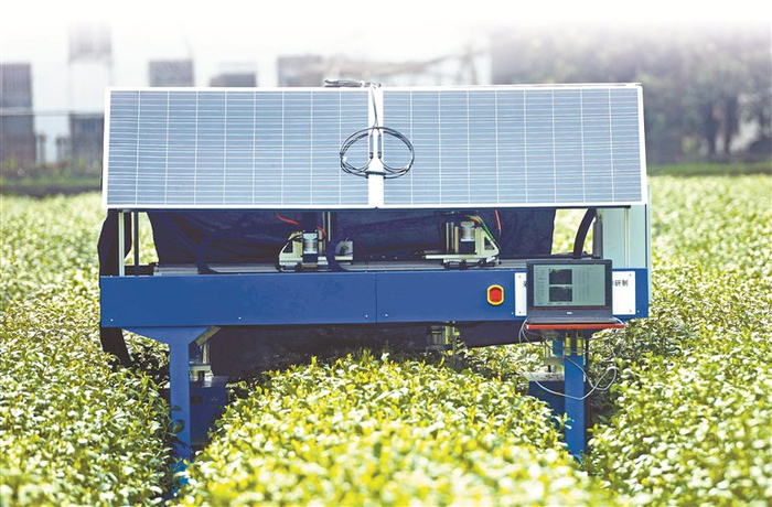 浙江省杭州市，智能采茶机器人在茶园里采摘茶叶的嫩芽。 图片来源：视觉中国