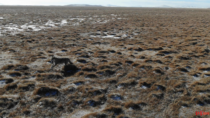 ▲若尔盖草原上，一只奔跑的狼