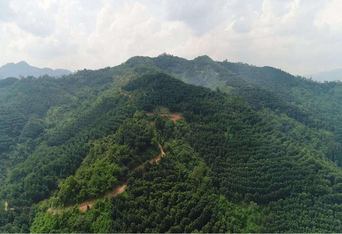 图为民营企业在老挝丰沙里省本代县的天然橡胶林地（西双版纳路博橡胶有限公司供图）