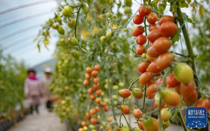 ↑12月17日，云南省文山壮族苗族自治州麻栗坡县麻栗镇盘龙村一蔬菜种植基地内，村民查看蔬菜长势。新华社发（熊平祥摄）