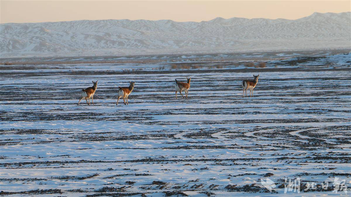 采访途中，记者与国家二级保护动物黄羊偶遇。（ 湖北日报全媒记者 胡祎 摄）