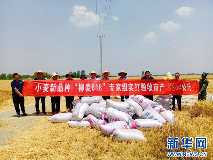   “柳麦618”验收亩产。濉溪县委宣传部供图