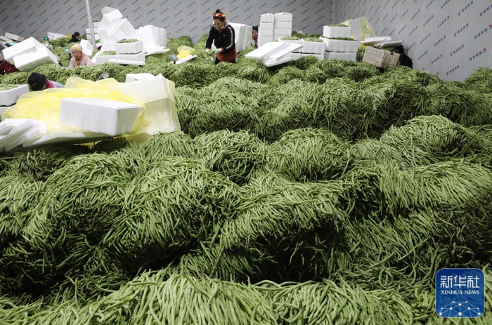 ↑12月17日，工人在云南省景洪市勐罕镇的一家农业企业冷库将无筋豆装箱。新华社发（李云生摄）