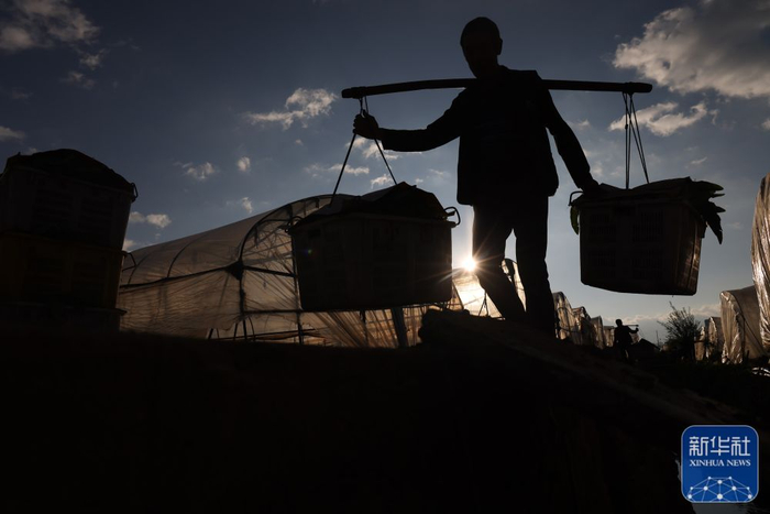 ↑12月17日，在云南省昆明市呈贡区可乐村，村民在挑运蔬菜。新华社发（张正举摄）