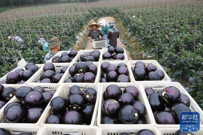 ↑12月17日，工人在云南省景洪市勐罕镇的一家种植基地采摘圆茄。新华社发（李云生摄）