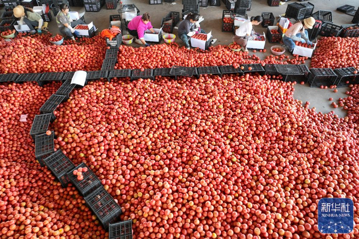 ↑12月17日，云南省元谋县元谋蔬菜批发市场内，工人将西红柿装箱外运（无人机照片）。新华社发（夏天彧摄）
