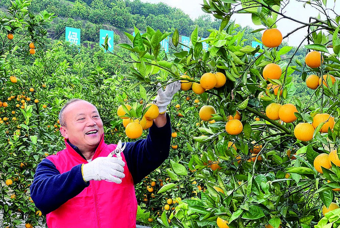     荣昌血橙出口第一人秦兆宏