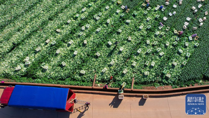 ↑12月18日，农民在云南省曲靖市陆良县芳华镇龙潭社区的露天蔬菜种植基地采收新鲜蔬菜（无人机照片）。新华社发（王勇摄）