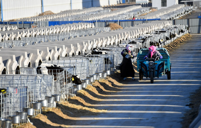 牧场职工穿行在犊牛岛，为出生不满70天的牛犊收水添奶。