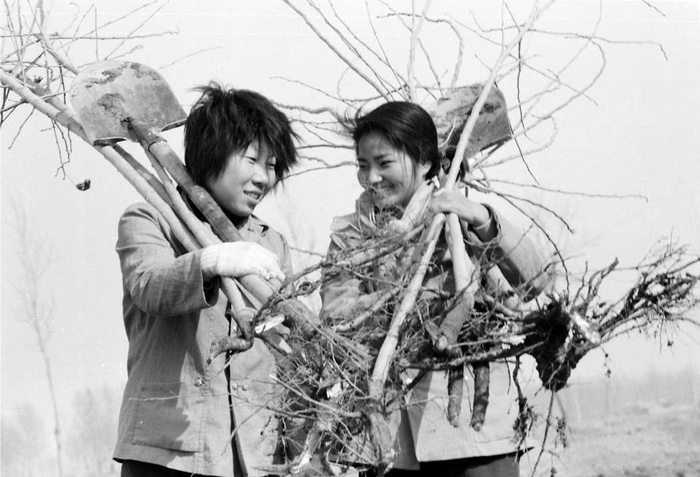 1982年，顺义县北小营公社农民去植树。刘瑞聪摄