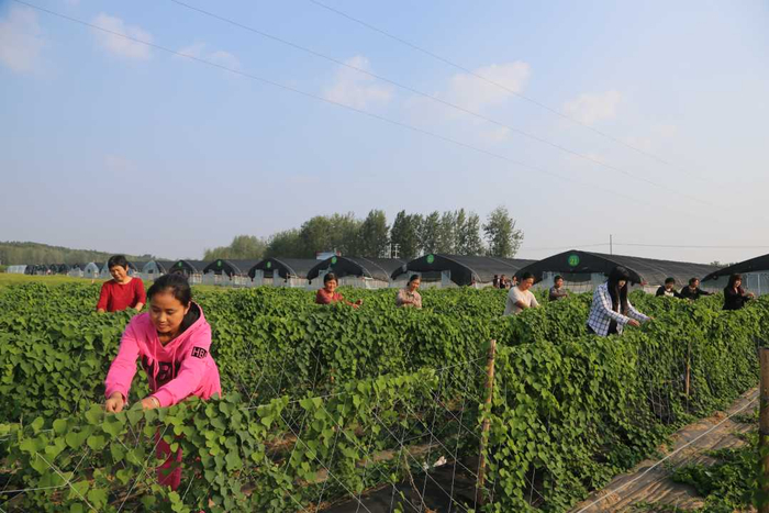 群众在南召县白土岗镇杜村中药材基地给中药材防己掐尖。廖涛摄