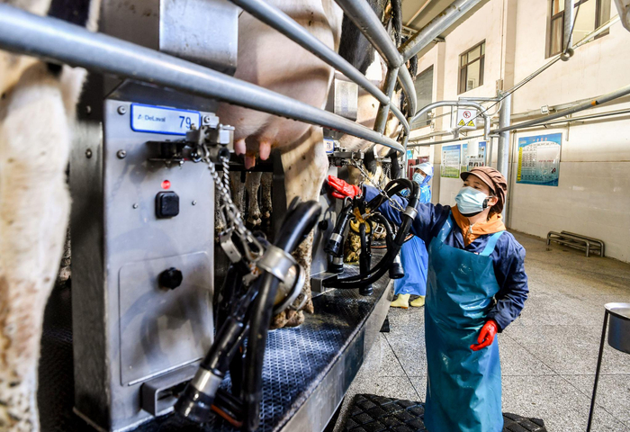 工人为转盘上的奶牛套取挤奶杯组。