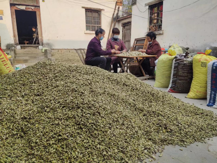 南召县皇后乡天桥村群众在分拣辛夷花蕾。廖涛摄