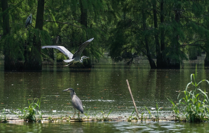 池杉湖湿地（位于江苏省南京市与安徽省滁州市的交界处）美景。新华社记者杨磊摄