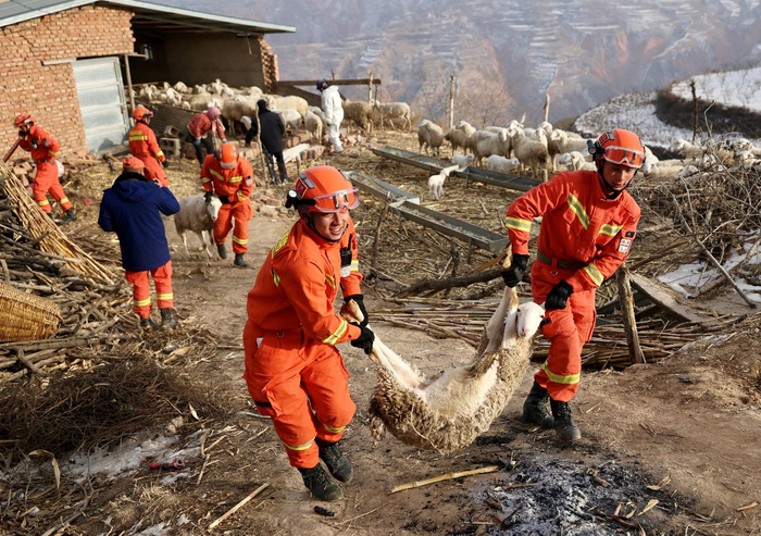 12月20日，甘肃临夏积石山县石塬镇石塬村，甘肃省森林消防总队合作大队的指战员为村民转运羊群。中国日报记者 魏晓昊 摄