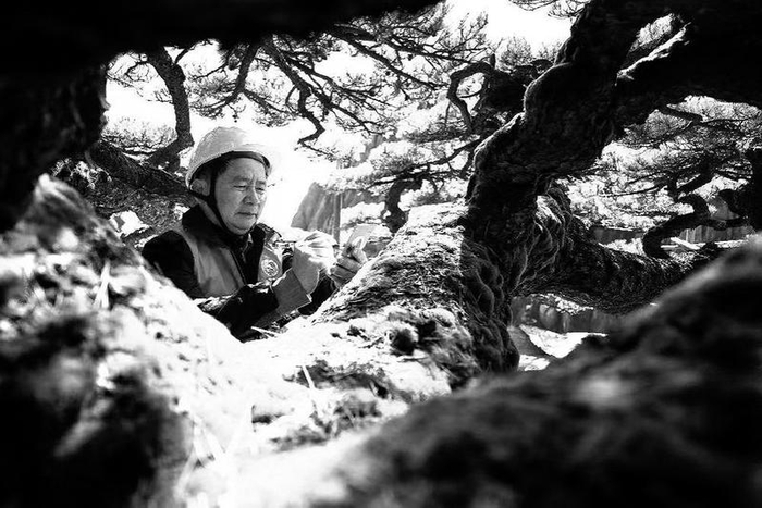 胡一民正在为黄山迎客松进行“体检”。（受访者供图）