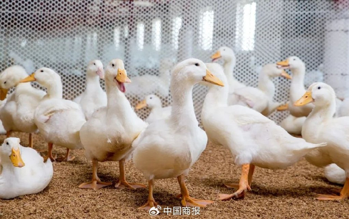 新希望六和培育的具有自主知识产权的中新鸭。（图片源自“新希望集团”微信公众号）