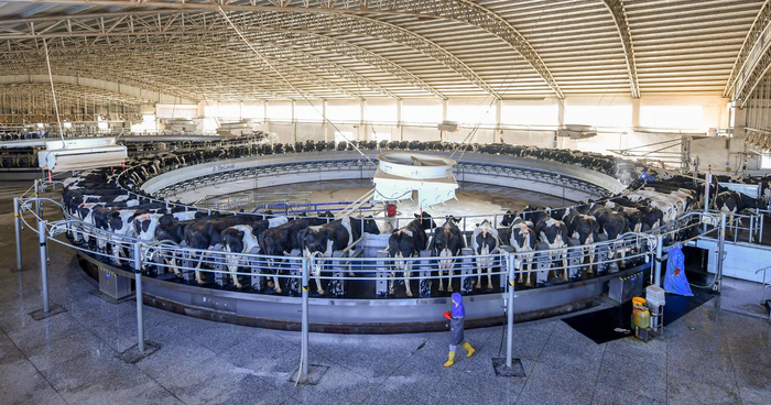 工人在瑞丰源——我区最大的双转盘挤奶厅内作业。