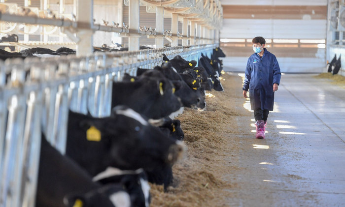 饲养员查看奶牛进食情况。