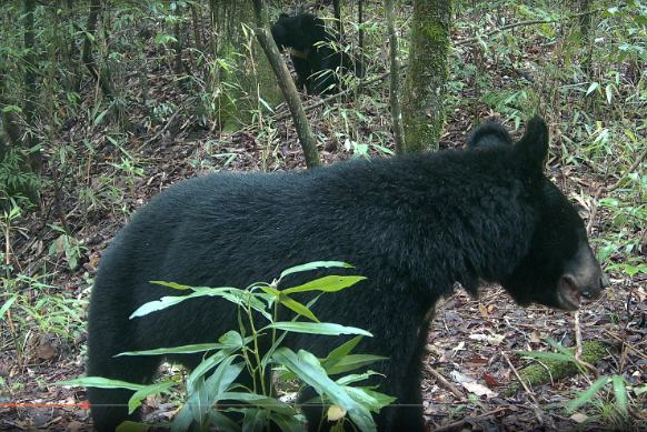 广元市旺苍县米仓山自然保护区事务中心 供图