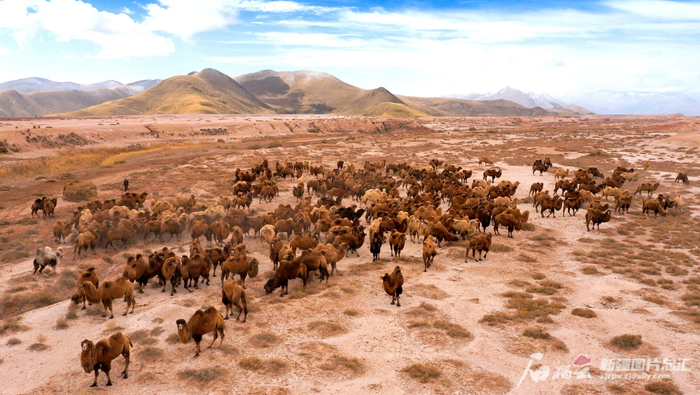 放养在柯坪县红沙漠的骆驼。艾热提·加沙热提摄